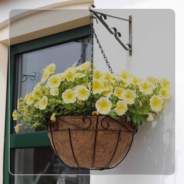 basket planters for indoor plants Buy Our Golden Pothos in Hanging Basket