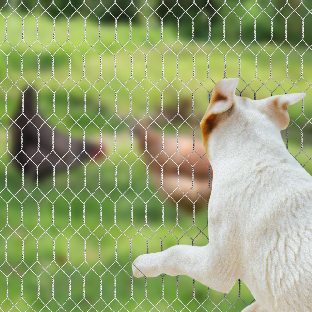 AMAGABELI GARDEN & HOME Hardware Cloth 1/2 inch 36inx50ft 19Gauge  Galvanized After Welded Cage Mesh Roll Square Chicken Wire Netting Rabbit  Fence